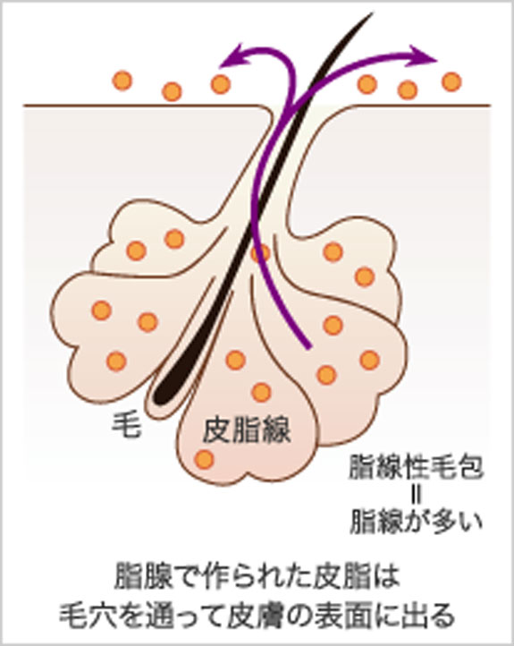 （図1）正常な皮脂の状態